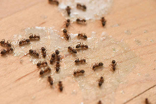 Best Residential Pest Control  in Lincoln, ID